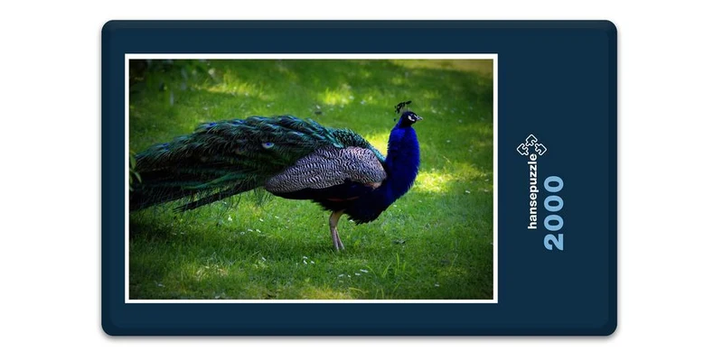 19480 Tierwelt - Pfau Puzzle
