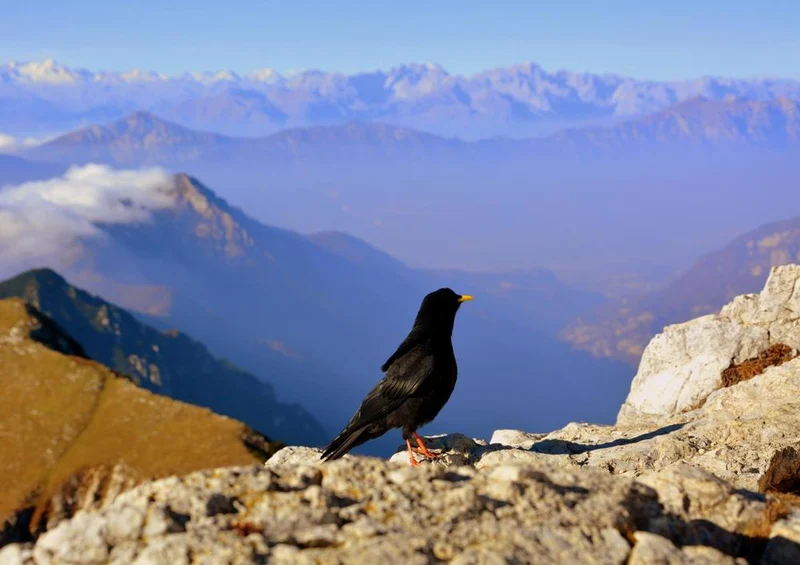 19470 Tierwelt - Vogel auf Berg Puzzle