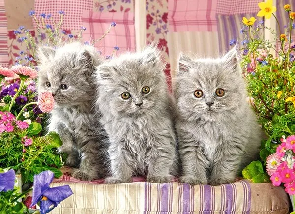 Three Grey Kittens