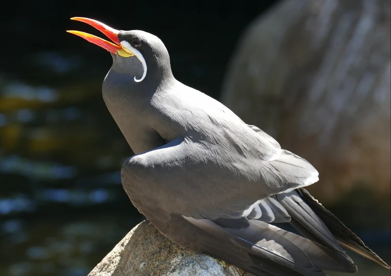 36412 Tierwelt - Exotisch Puzzle