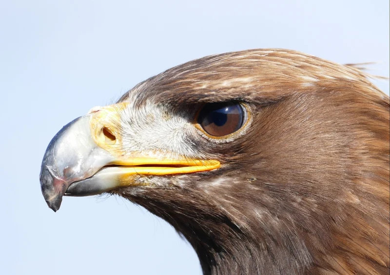 36377 Tierwelt - Adler Puzzle