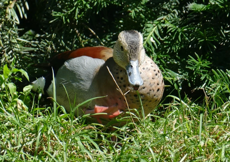 36395 Tierwelt - Mandarinente Puzzle