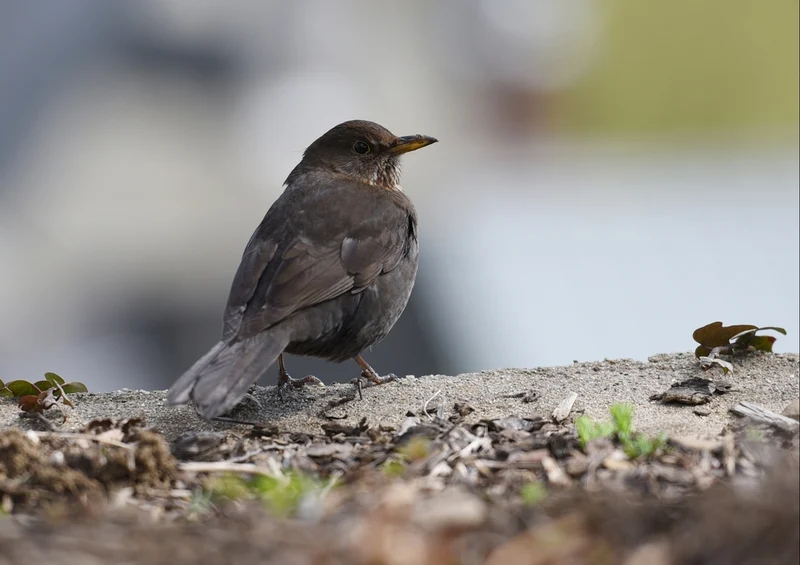 36389 Tierwelt - Spatz Puzzle