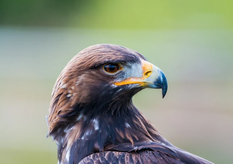 36367 Tierwelt - Adler Puzzle