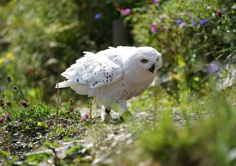 36584 Tierwelt - Schneeeule Puzzle