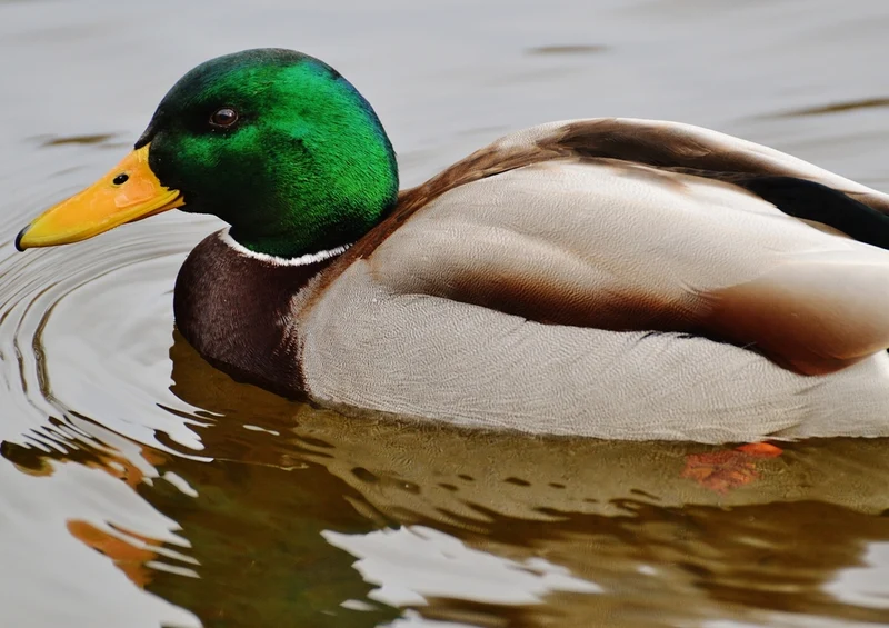 36579 Tierwelt - Ente Puzzle