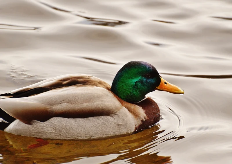 36574 Tierwelt - Ente Puzzle