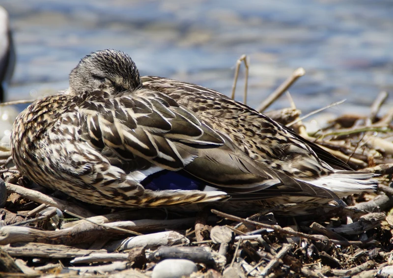 36569 Tierwelt - Stockente Puzzle