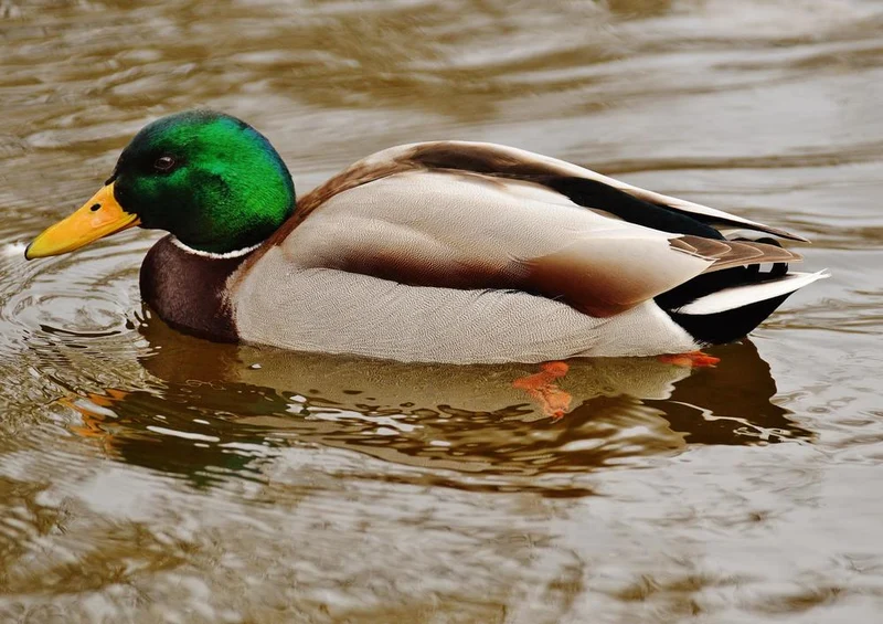 30675 Tierwelt - Ente Puzzle
