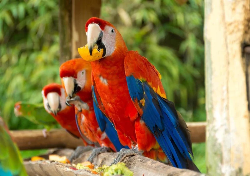 25305 Tierwelt - Papagei Puzzle