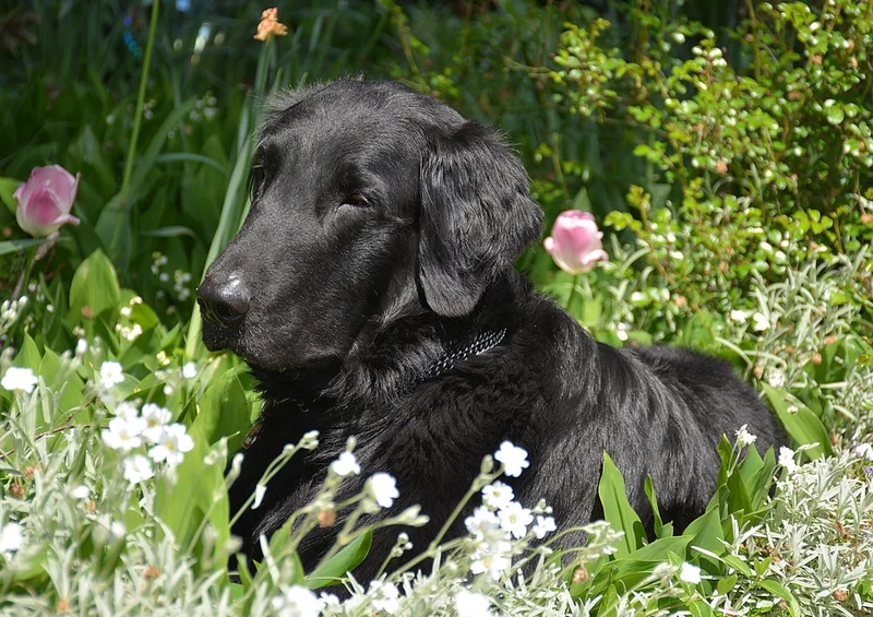 35384 Tierwelt - Hund Puzzle