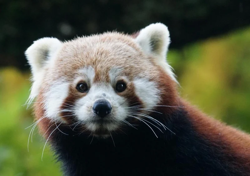 18071 Tierwelt - Kleiner Panda Puzzle