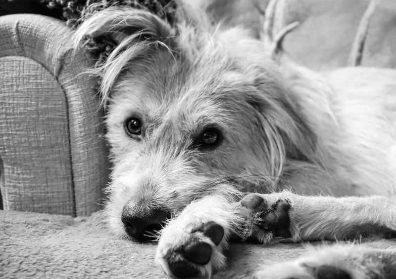 18070 Tierwelt - Hund Puzzle