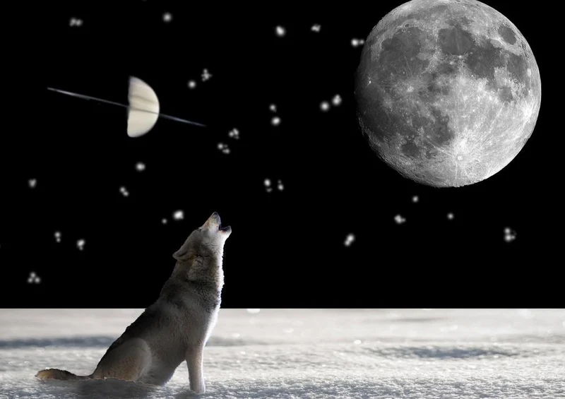 29703 Tierwelt - Wolf Puzzle