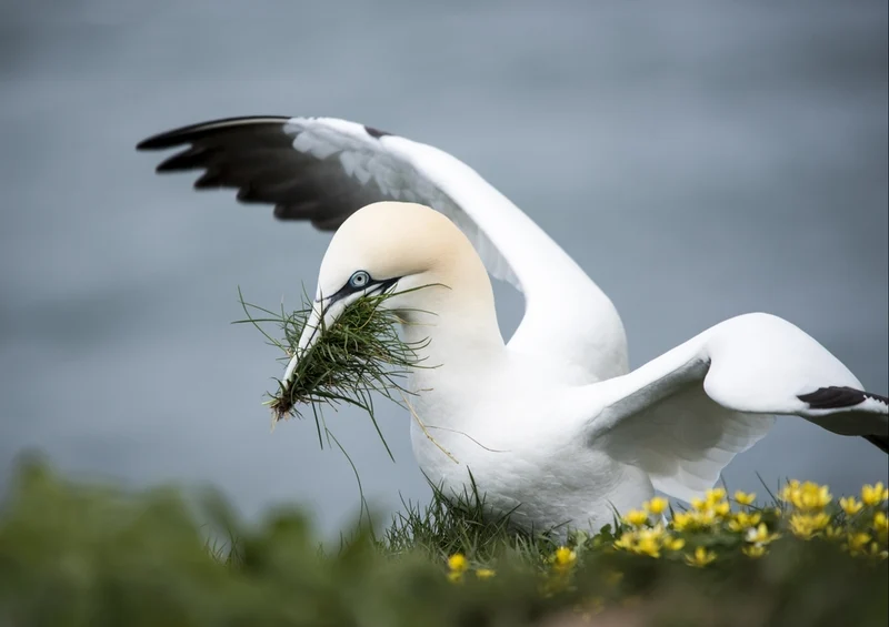 36222 Tierwelt - Sea bird Puzzle