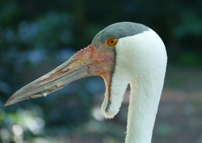 36217 Tierwelt - Vogelpark Puzzle