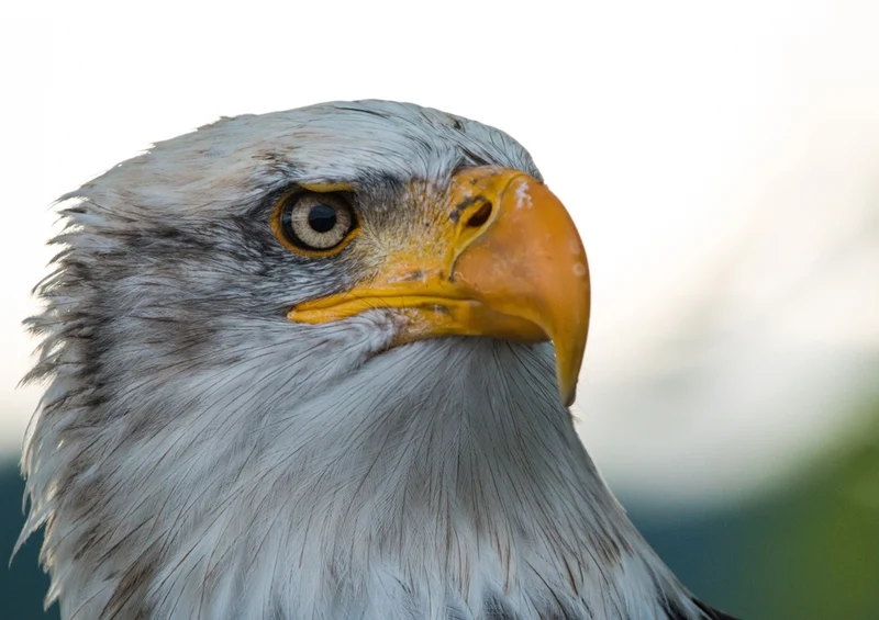 36212 Tierwelt - Adler Puzzle