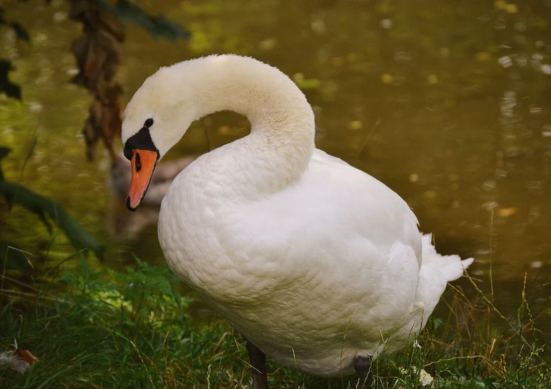36202 Tierwelt - Schwan Puzzle