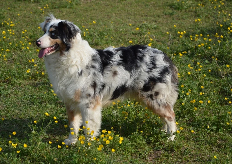 35460 Tierwelt - Junger hund Puzzle