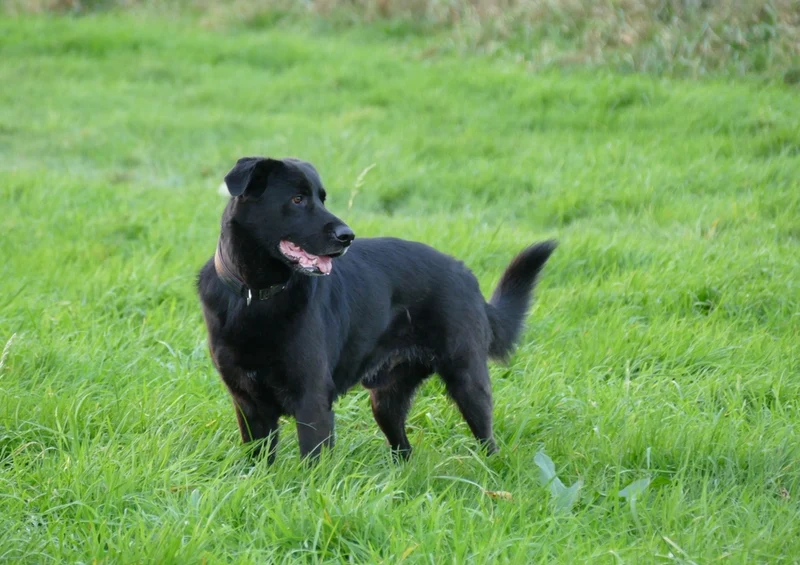 35443 Tierwelt - Hund Puzzle