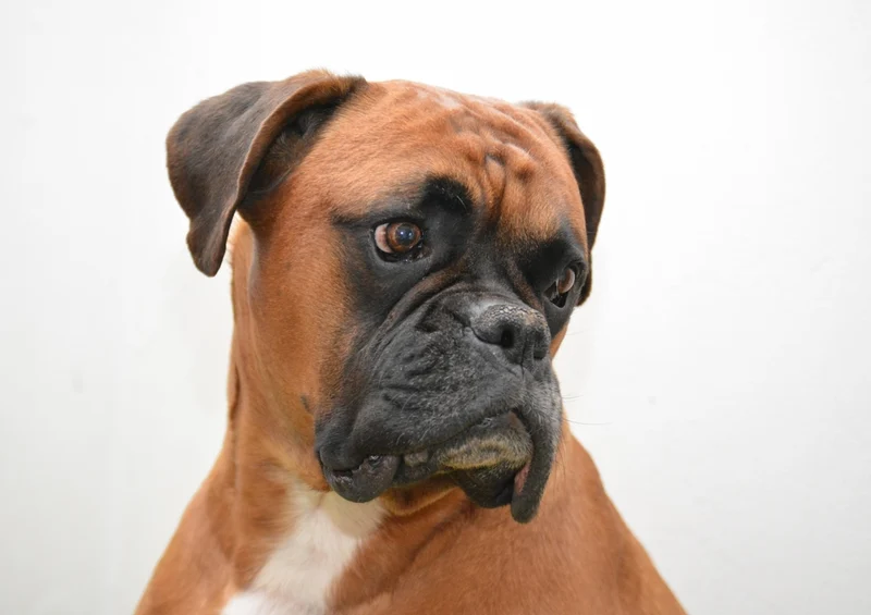 35431 Tierwelt - Boxer Puzzle