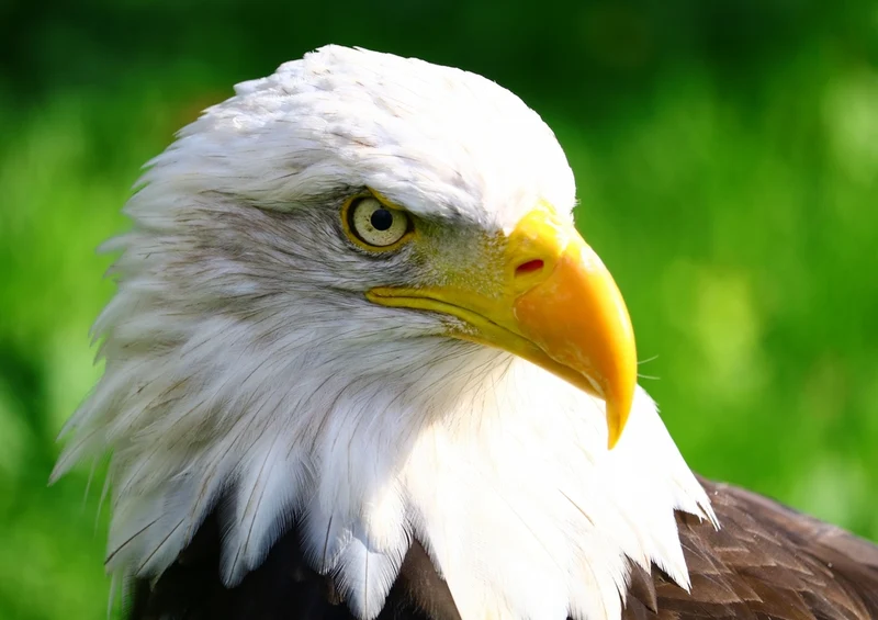 36362 Tierwelt - Adler Puzzle
