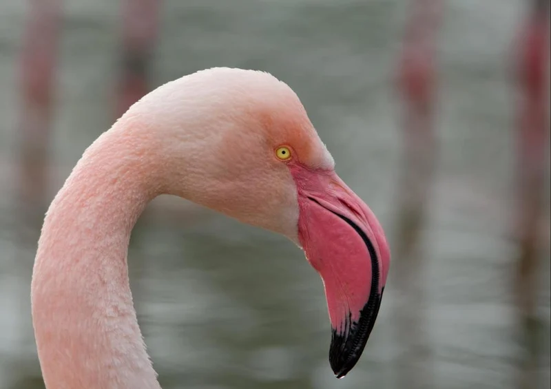 30630 Tierwelt - Flamingo Puzzle