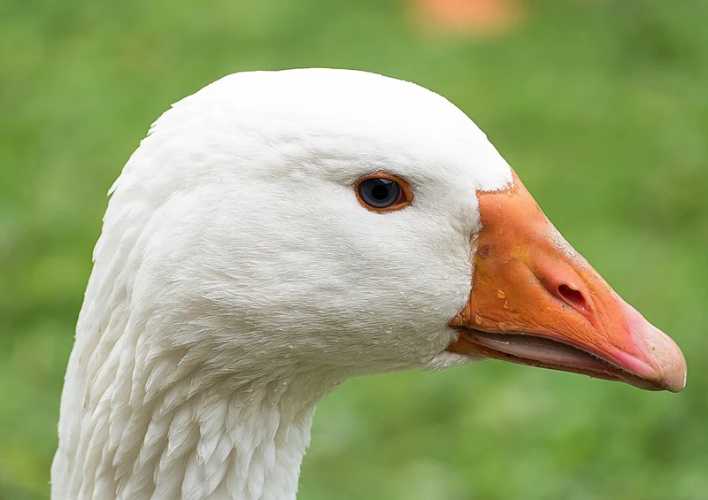 36352 Tierwelt - Gans Puzzle
