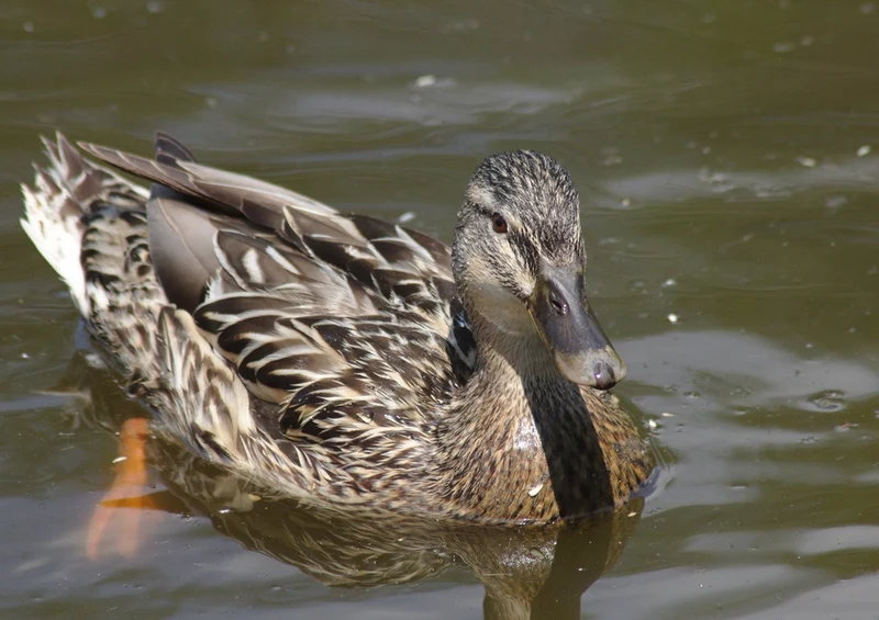 36547 Tierwelt - Ente Puzzle