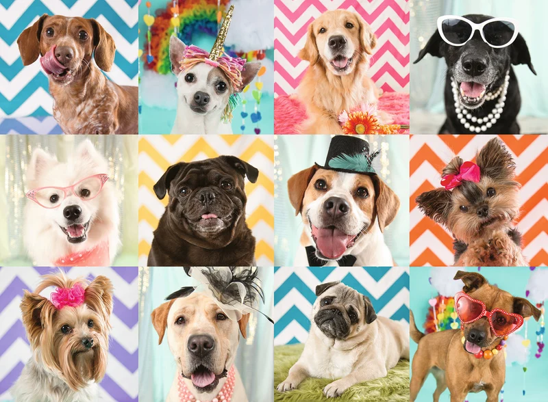 Ravensburger Doggy Disguise