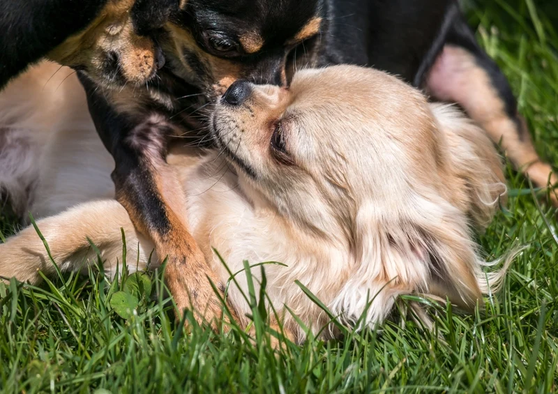 35220 Tierwelt - Chihuahua Puzzle