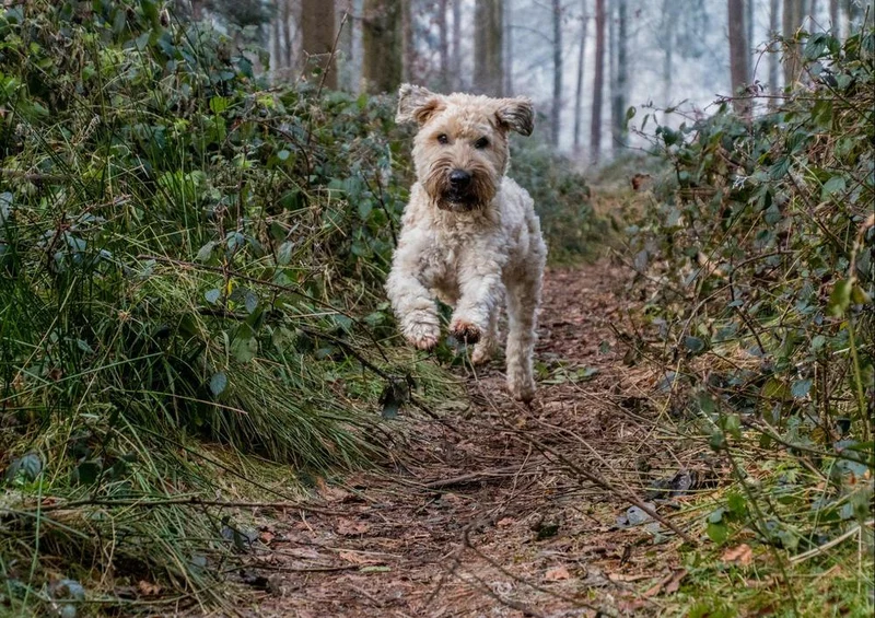 19074 Tierwelt - Glücklicher Hund Puzzle