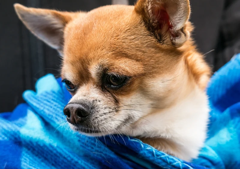 34717 Tierwelt - Chihuahua Puzzle