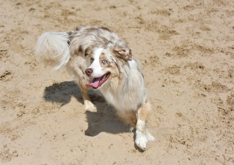 35359 Tierwelt - Hund Puzzle