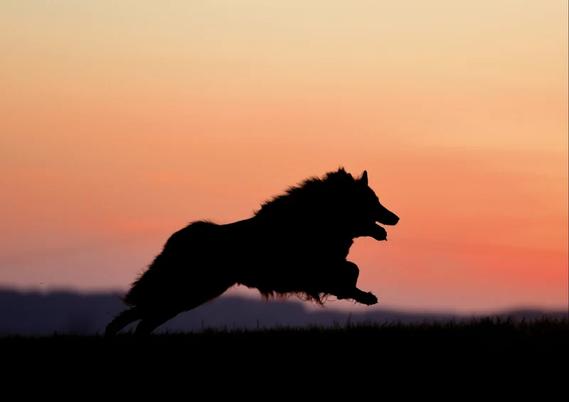 35352 Tierwelt - Sonnenuntergang Puzzle