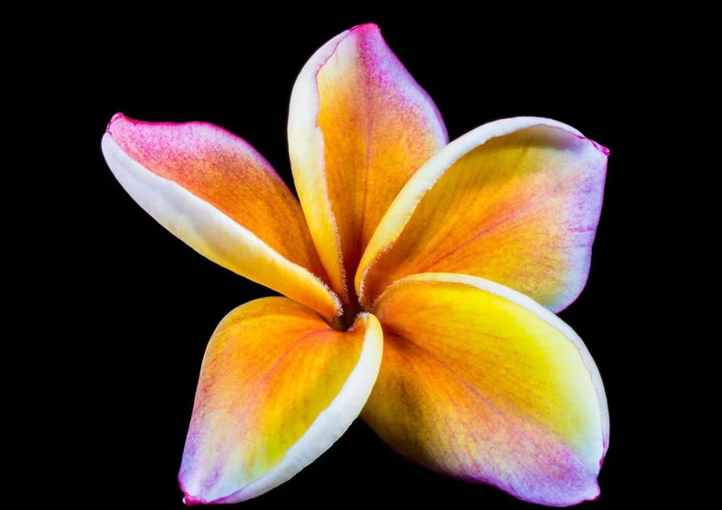 29698 Natur - Frangipani Puzzle