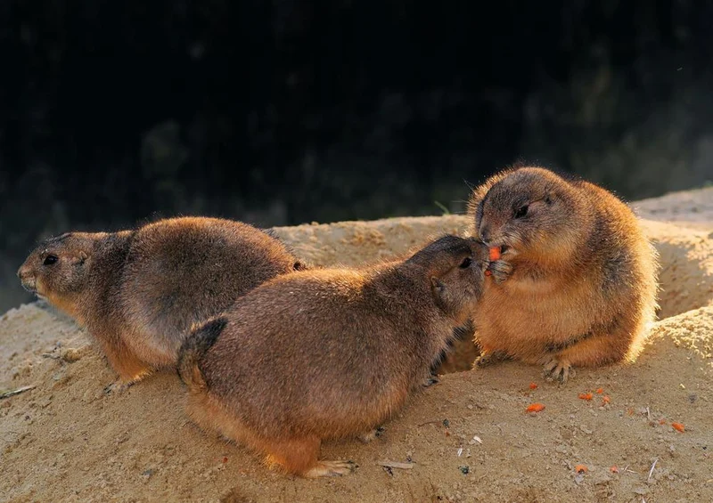 29693 Tierwelt - Präriehunde Puzzle