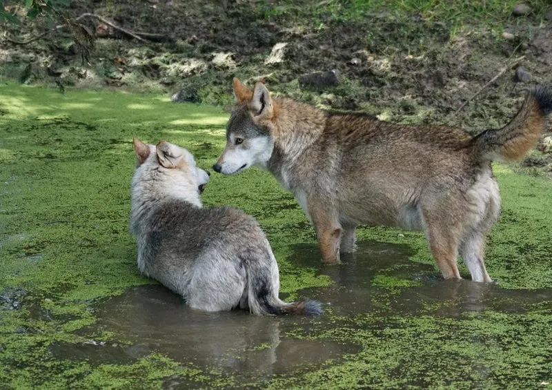 18069 Tierwelt - Wolf Puzzle