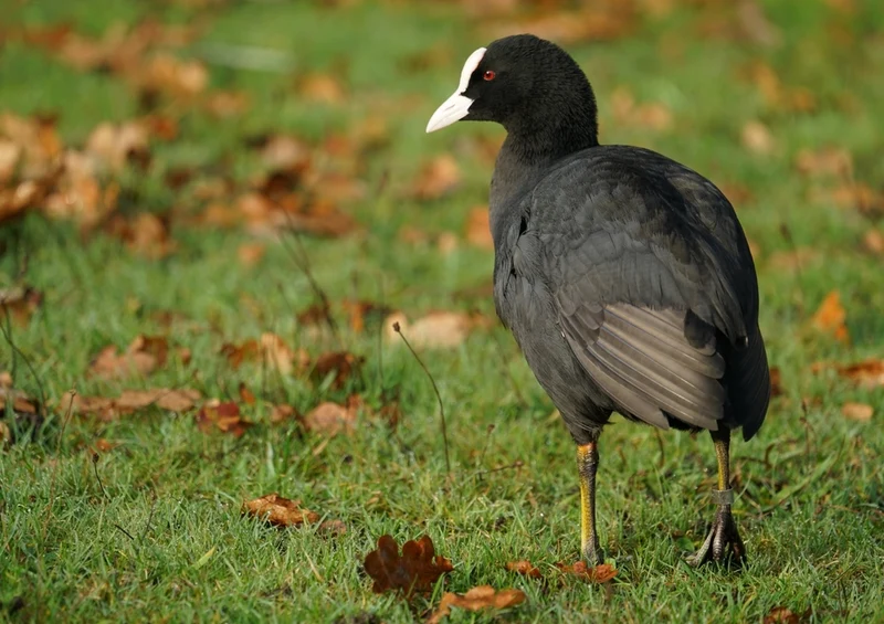 36197 Tierwelt - Teichhuhn Puzzle