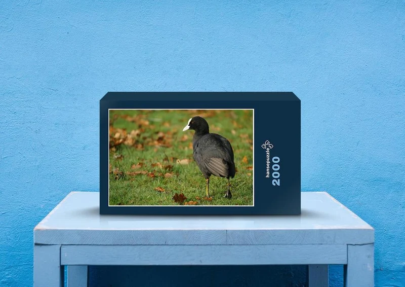 36197 Tierwelt - Teichhuhn Puzzle