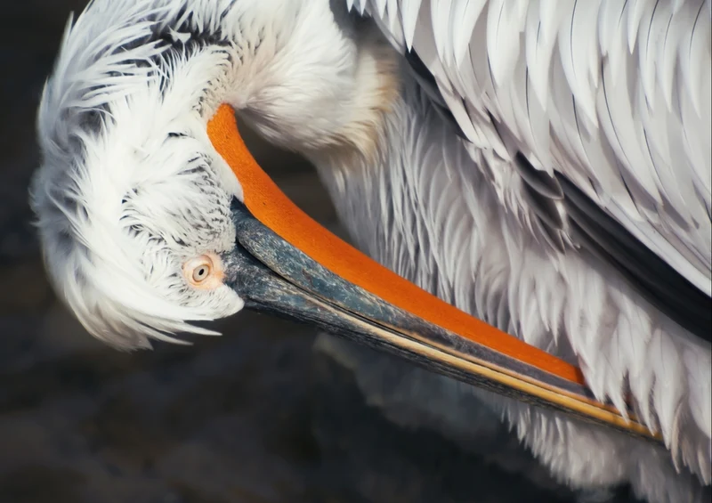 36192 Tierwelt - Pelikan Puzzle