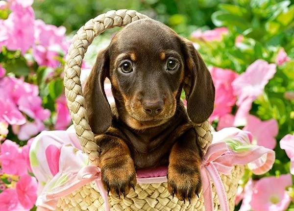 Cute Dachsund, Greg Cuddiford