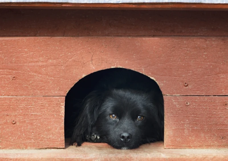 35400 Tierwelt - Hundehütte Puzzle