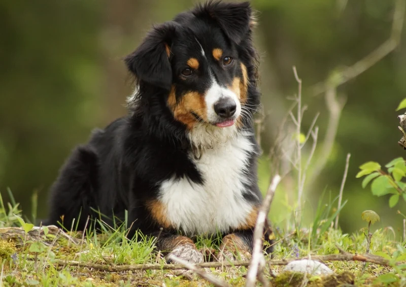 35395 Tierwelt - Hund Puzzle