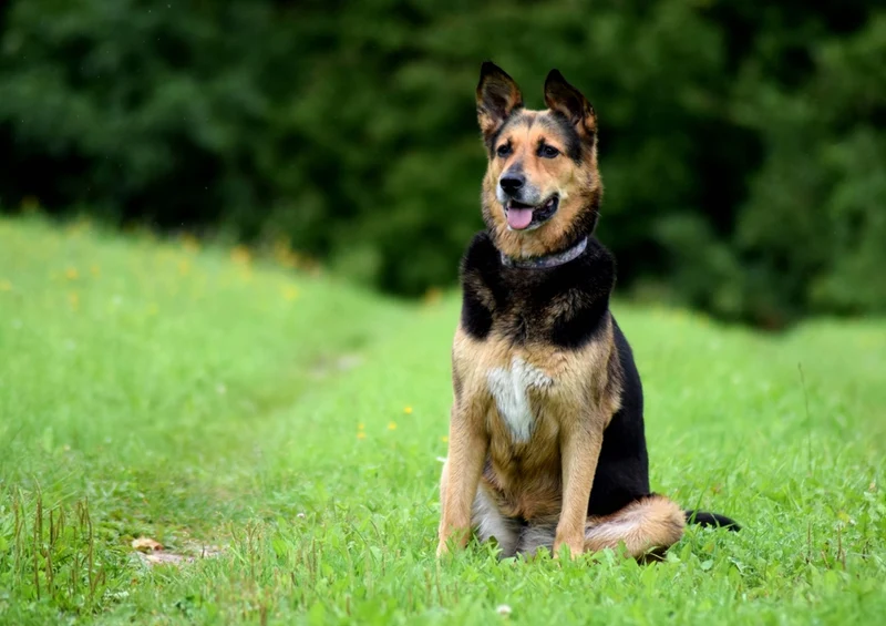 34610 Tierwelt - Hund Puzzle