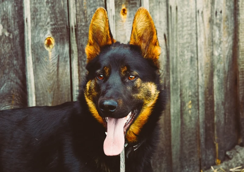 34605 Tierwelt - Hund Puzzle
