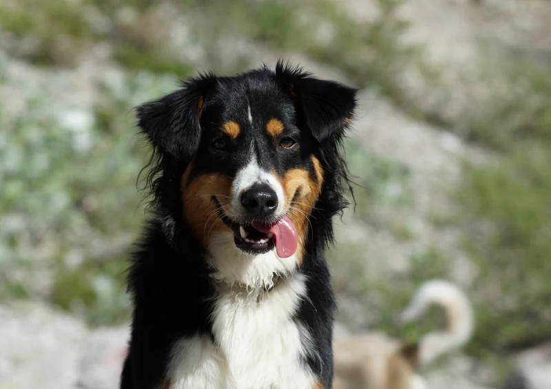 34595 Tierwelt - Hund Puzzle