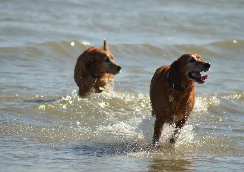35340 Tierwelt - Hunde Puzzle