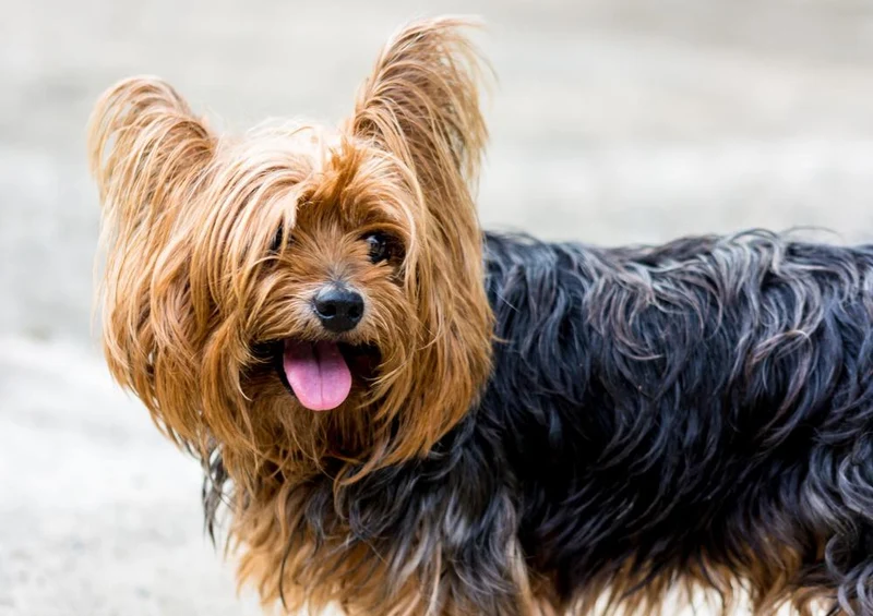 18068 Tierwelt - Terrier Puzzle