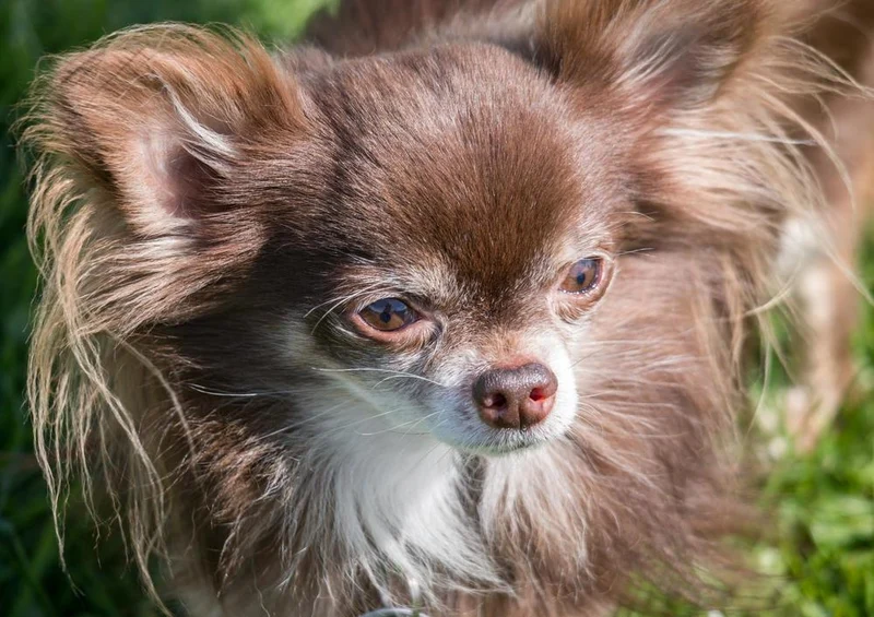 29863 Tierwelt - Chihuahua Puzzle